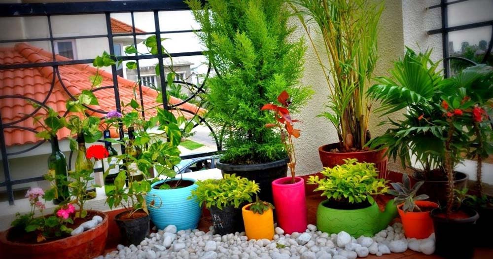 Hướng dẫn trồng cây cảnh ở ban công chung cư