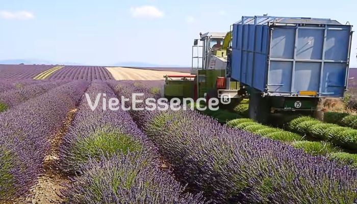 Nhà máy sản xuất tinh dầu Việt Nam VIPSEN có đạt tiêu chuẩn chất lượng như cam kết không?