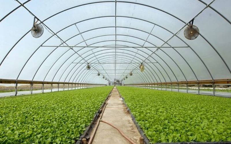 Kinh nghiệm chọn màng nhà kính chất lượng mà bạn nên biết