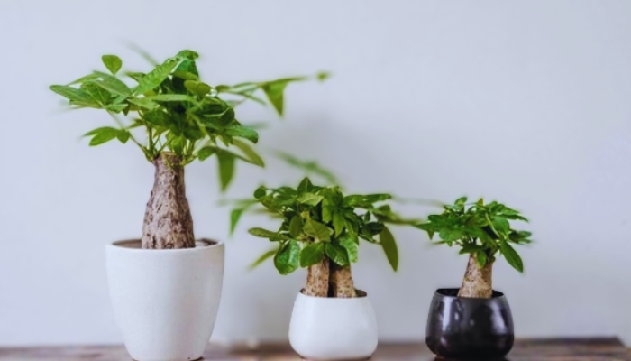 Ý nghĩa phong thuỷ của cây kim ngân, hợp mệnh và tuổi gì? 